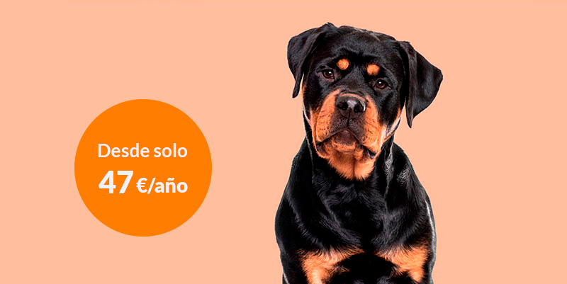 Seguro obligatorio de responsabilidad civil