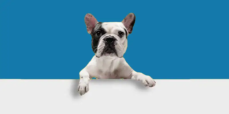 Seguro para mascotas, perros y gatos